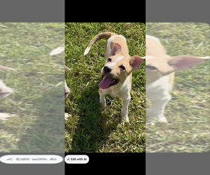 American Pit Bull Terrier-American Staffordshire Terrier Mix Dogs for adoption in Wenonah, NJ, USA