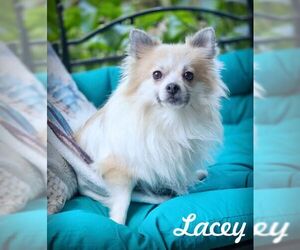 Pomeranian Dogs for adoption in Tustin, CA, USA
