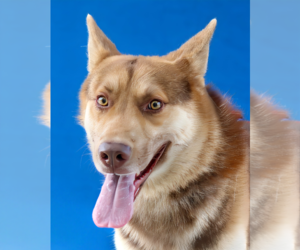 Siberian Husky Dogs for adoption in Pasadena, CA, USA