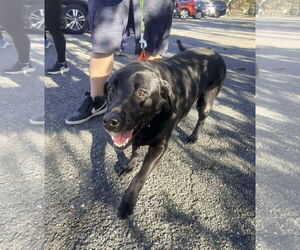 Labrador Retriever-Unknown Mix Dogs for adoption in Westwood, NJ, USA