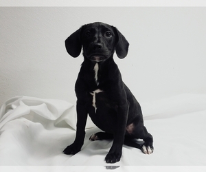 Medium Photo #1 Boxer-Unknown Mix Puppy For Sale in Chicago, IL, USA