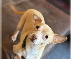 Chiweenie Dogs for adoption in Phoenix, AZ, USA