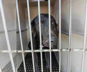 Labrador Retriever-Unknown Mix Dogs for adoption in San Antonio, TX, USA
