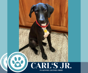 Labrador Retriever-Unknown Mix Dogs for adoption in Kimberton, PA, USA