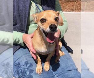 Chiweenie Dogs for adoption in Grand Junction, CO, USA