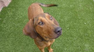 English Coonhound Dogs for adoption in Minneapolis, MN, USA