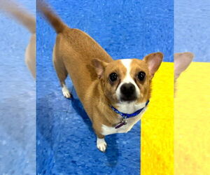 Chihuahua-Unknown Mix Dogs for adoption in Tempe , AZ, USA