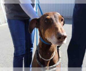 Doberman Pinscher Dogs for adoption in Upland, CA, USA