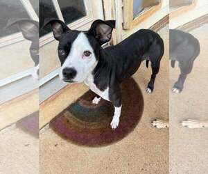 Mutt Dogs for adoption in Greenville, SC, USA