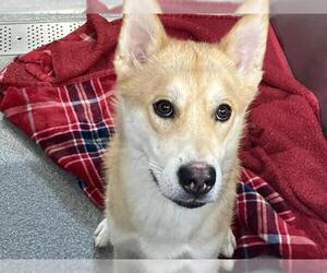 Siberian Husky-Unknown Mix Dogs for adoption in Orange, CA, USA