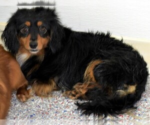 Dameranian Dogs for adoption in Lewisburg, TN, USA