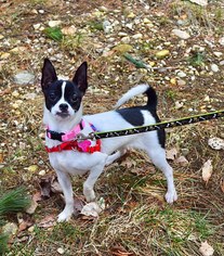 Boston Huahua Dogs for adoption in West Cornwall, CT, USA