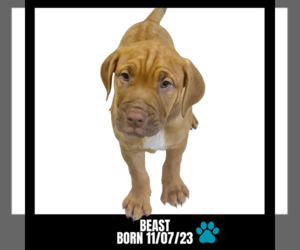 American Bulldog Dogs for adoption in GILBERTS, IL, USA