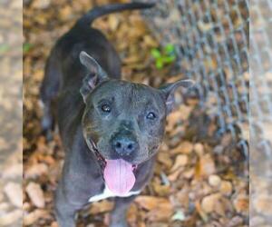 American Staffordshire Terrier Dogs for adoption in Gainesville, FL, USA