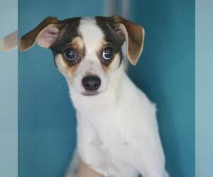 Chihuahua-Unknown Mix Dogs for adoption in San Antonio, TX, USA