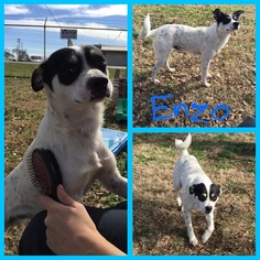 Jack Russell Terrier-Unknown Mix Dogs for adoption in Alvarado, TX, USA