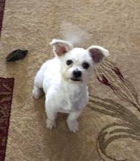 Maltipoo Dogs for adoption in Great Bend, KS, USA
