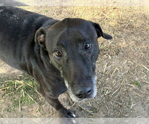 Labrador Retriever-Unknown Mix Dogs for adoption in Tulsa, OK, USA