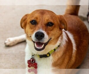 Beagi Dogs for adoption in Boonton, NJ, USA