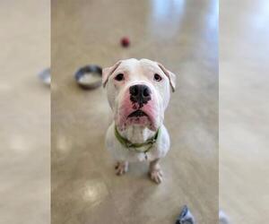 American Staffordshire Terrier-Unknown Mix Dogs for adoption in Akron, OH, USA