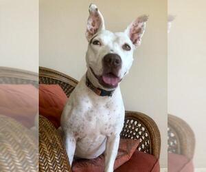 Bull Terrier-Unknown Mix Dogs for adoption in Oro Valley, AZ, USA