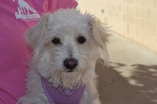 Maltese Dogs for adoption in Simi Valley, CA, USA