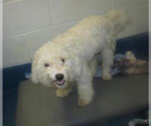 Maltipoo Dogs for adoption in Pearland, TX, USA