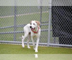 American Staffordshire Terrier-Great Pyrenees Mix Dogs for adoption in Grand Prairie, TX, USA