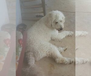 Poodle (Standard) Dogs for adoption in Pottstown, PA, USA