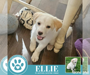 Great Pyrenees-Unknown Mix Dogs for adoption in Kimberton, PA, USA