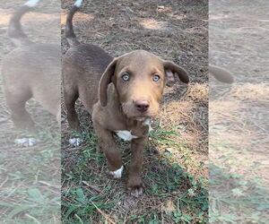 Lab-Pointer Dogs for adoption in Harrison, AR, USA