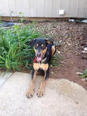 Beagleman Dogs for adoption in Overland Park, KS, USA