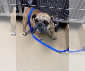 Bulldog Dogs for adoption in Chula Vista, CA, USA