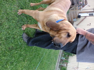 Bloodhound Dogs for adoption in Yakima, WA, USA