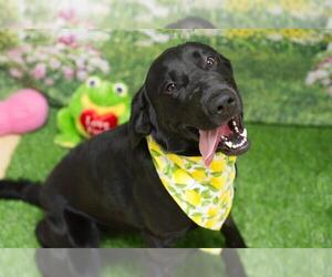 Labrador Retriever-Unknown Mix Dogs for adoption in Placerville, CA, USA
