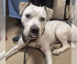 American Pit Bull Terrier Dogs for adoption in Decatur, IL, USA