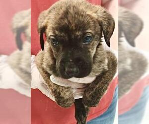 Black Mouth Cur-Unknown Mix Dogs for adoption in Livingston, TX, USA