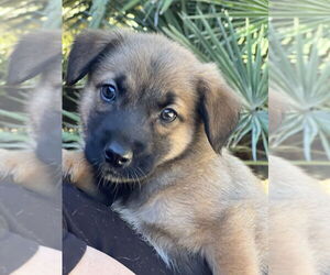 Lhasa Apso-Unknown Mix Dogs for adoption in Dana Point, CA, USA
