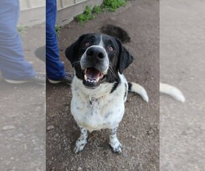 Australian Shepherd Dogs for adoption in Hillsdale, IN, USA