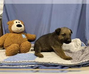 Medium Photo #1 German Shepherd Dog-Unknown Mix Puppy For Sale in Modesto, CA, USA