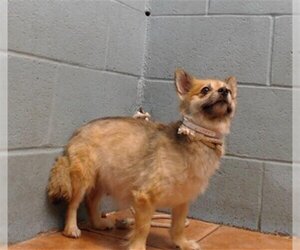 Pomeranian Dogs for adoption in Downey, CA, USA