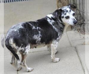 Dachshund-Unknown Mix Dogs for adoption in Siler City, NC, USA