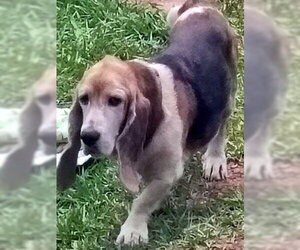 Basset Hound Dogs for adoption in Deepwater, NJ, USA