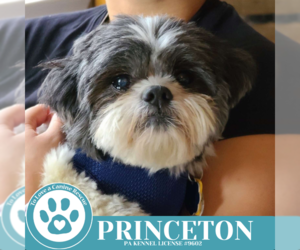 Shih Tzu Dogs for adoption in Kimberton, PA, USA