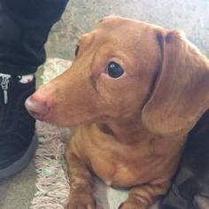 Dachshund Dogs for adoption in Fort Lauderdale, FL, USA