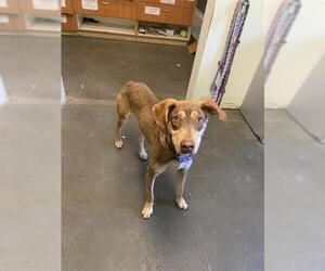 Doberman Pinscher-Unknown Mix Dogs for adoption in Santa Cruz, CA, USA