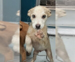 Siberian Husky-Unknown Mix Dogs for adoption in Oklahoma City, OK, USA