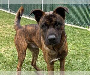 German Shepherd Dog Dogs for adoption in San Clemente, CA, USA