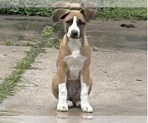 Boxer-Unknown Mix Dogs for adoption in Houston, TX, USA