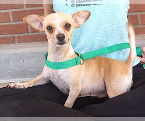 Chihuahua Dogs for adoption in Carrollton, TX, USA